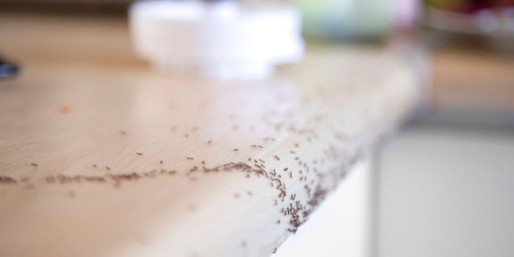 Recognizing Early Signs of an Ant Infestation