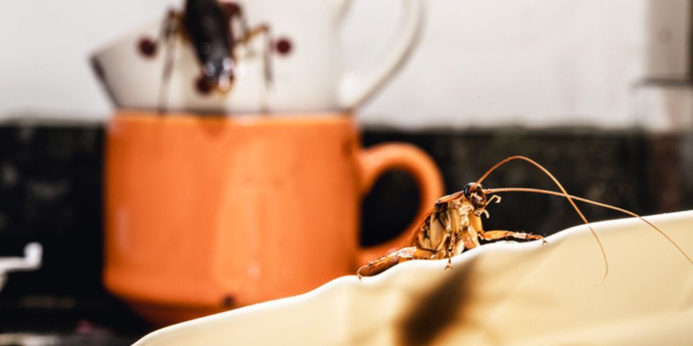 Household Habits That Influence Roach Infestations