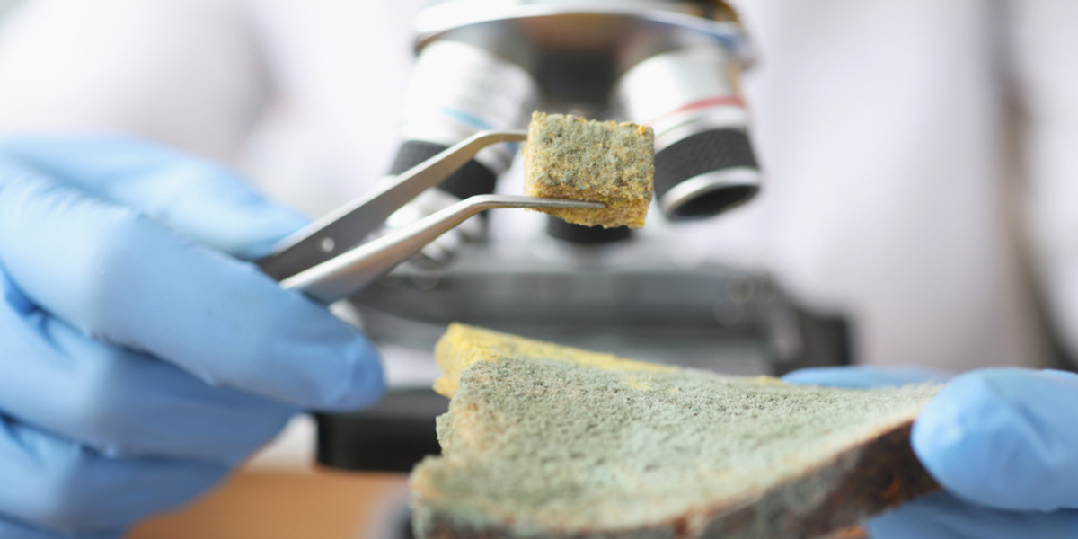 Health and Sanitation Risks of Big Roach Infestations