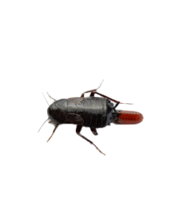 Oriental Cockroaches icon