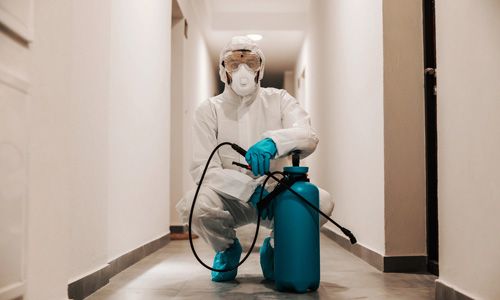 Choosing-the-Right-Ant-Pest-Control-Service-