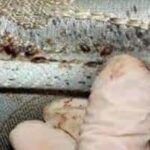 Bed Bugs on Mattress