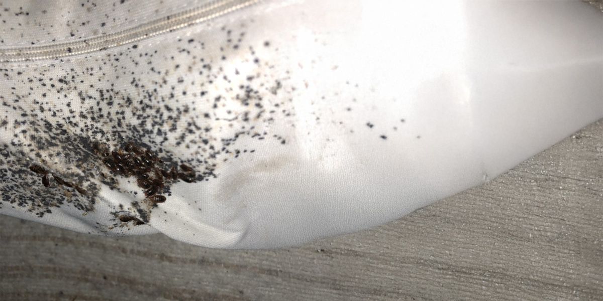 Effectiveness of Heat Treatment Against Stubborn Bed Bugs