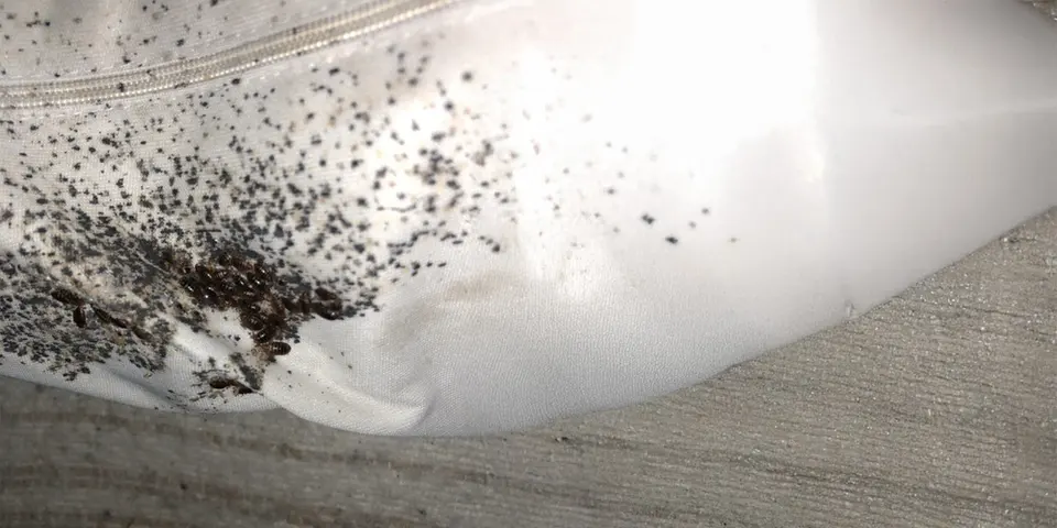 Effectiveness of Heat Treatment Against Stubborn Bed Bugs