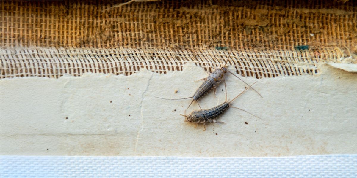 Ending the Silverfish Battle