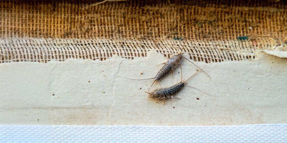 Ending the Silverfish Battle