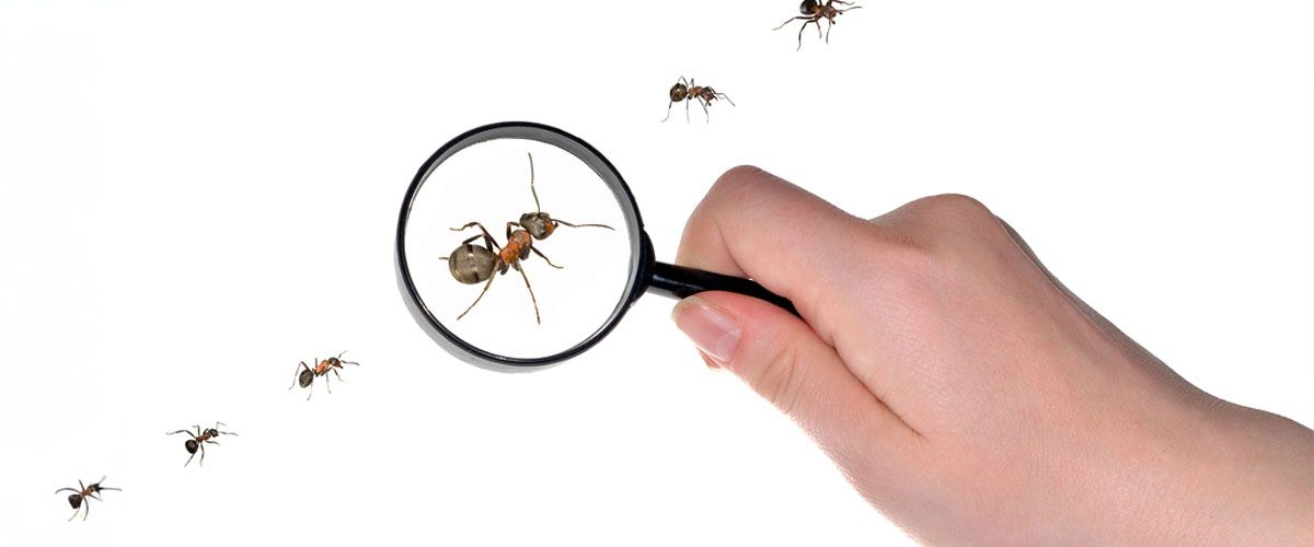 Ant Control - Expert Insights and Advice