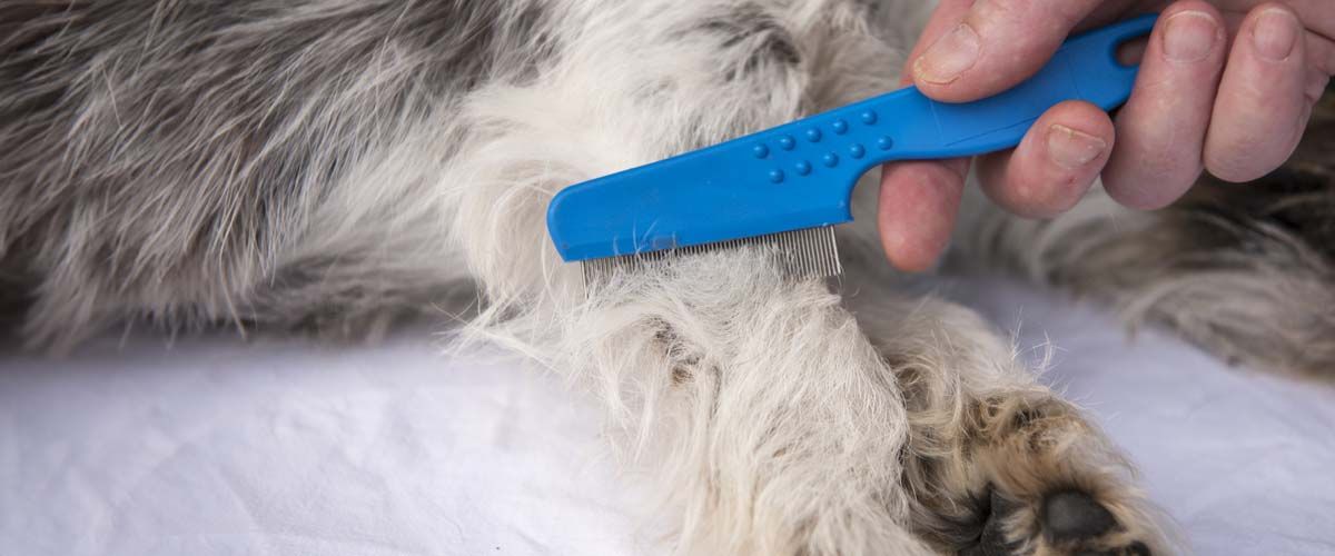 Flea Treatment - Choosing the Right Professional