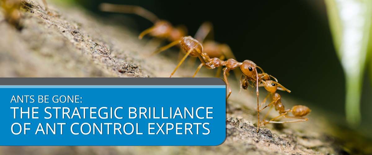 Ants Be Gone- The Strategic Brilliance of Ant Control Experts