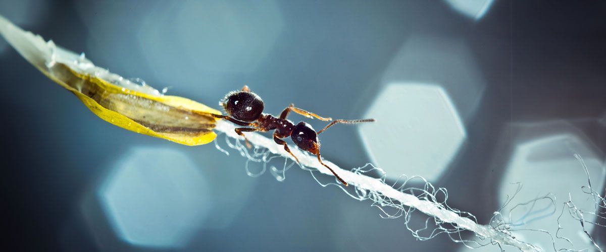 Chemical-Free Pest Control - Promotes Innovation