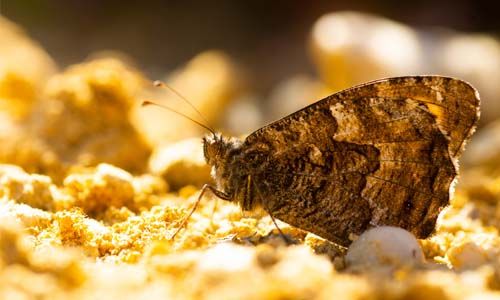 What-Attracts-Moths-in-the-Home-