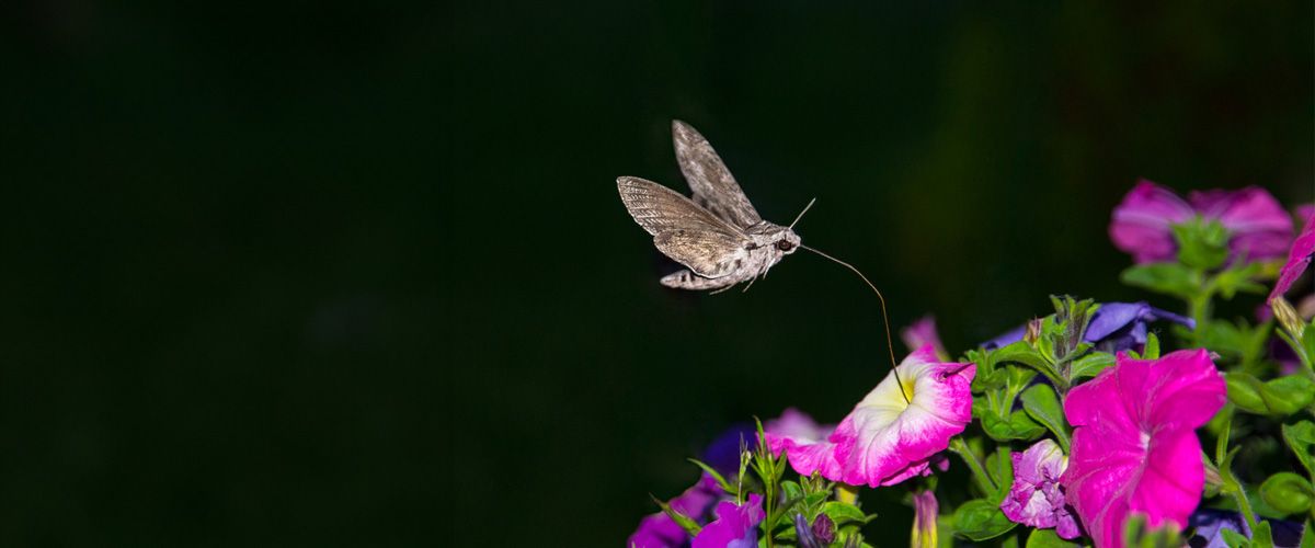 Combat Moths the Eco-Friendly Way!