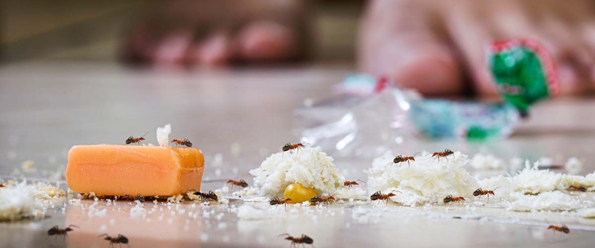 Ant Control - The Importance of Prevention