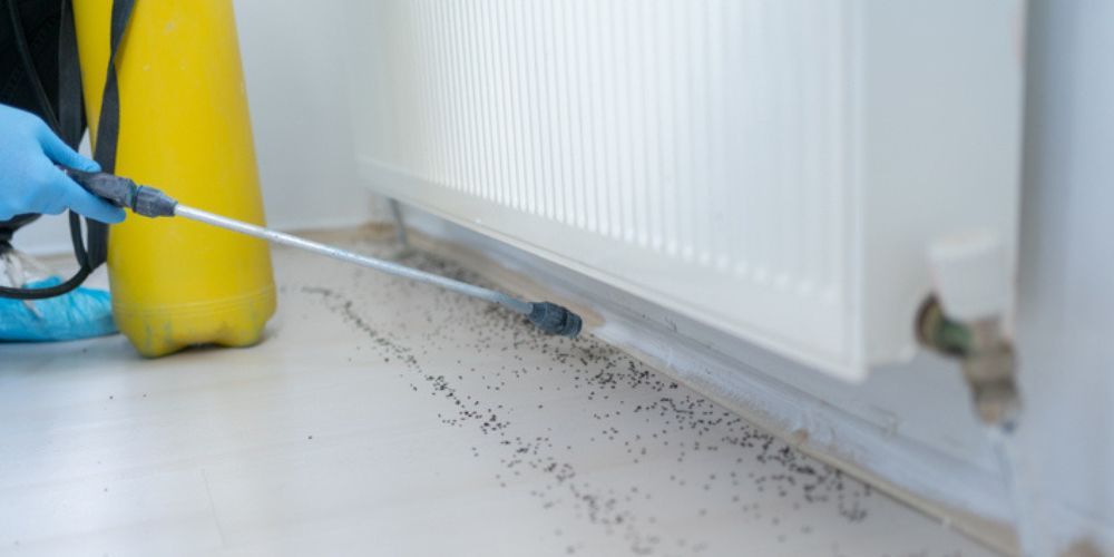 Realistic Ant Control Measures