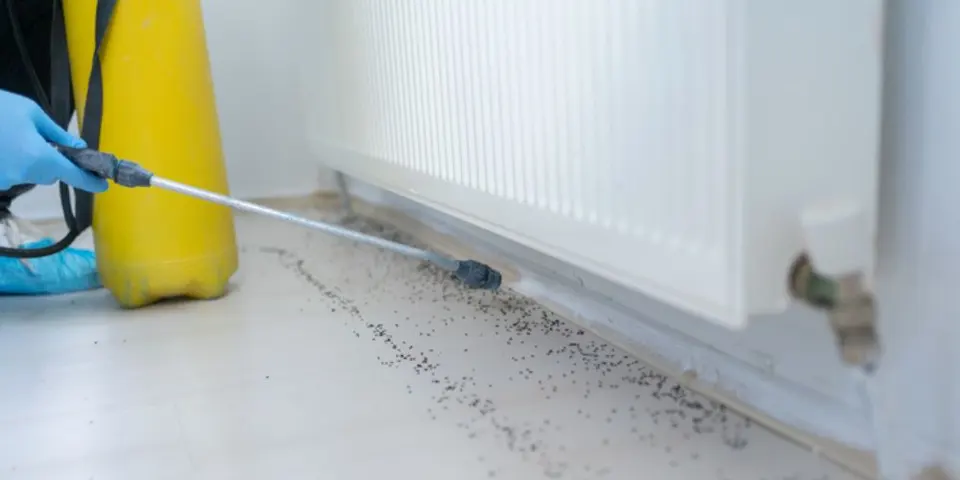 Realistic Ant Control Measures