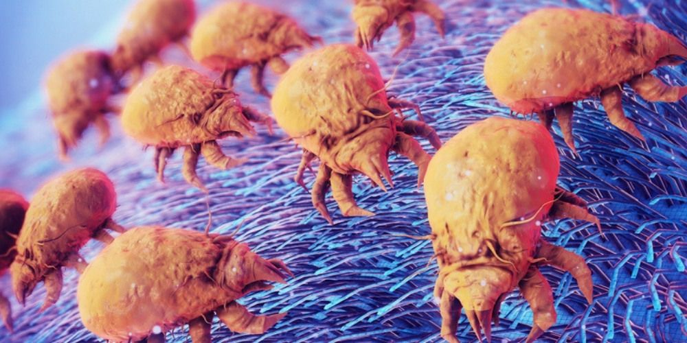 Mite Treatment - Mite Infestation