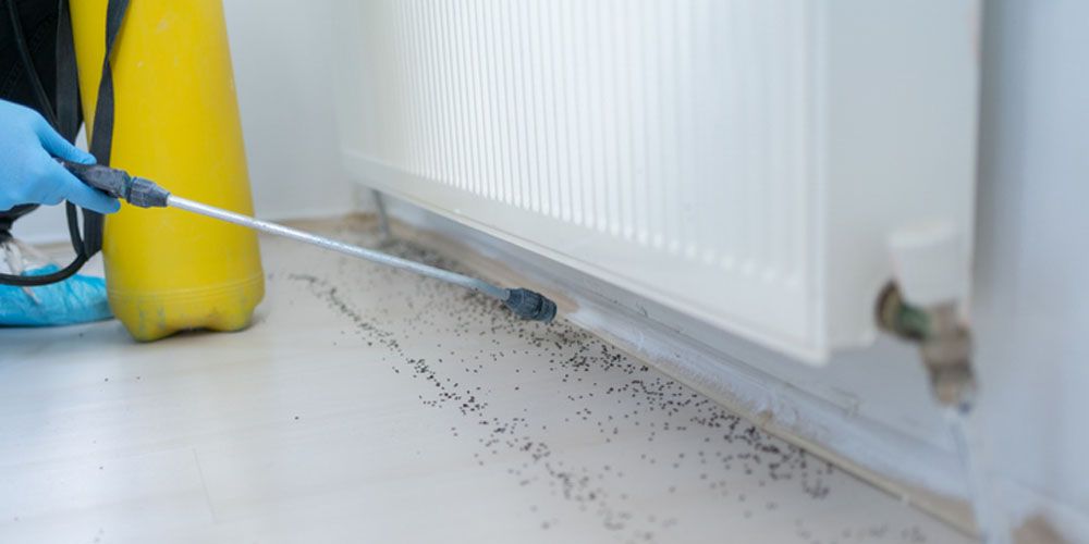 The Importance of Professional Ant Control