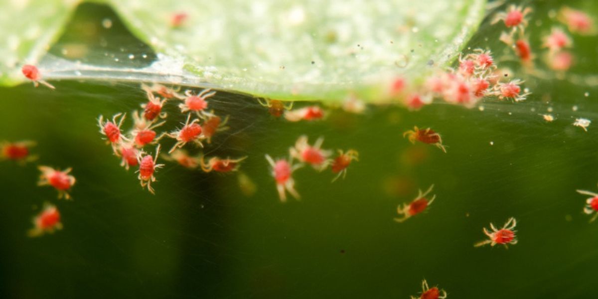 Mite Treatment - Lasting Reliefs