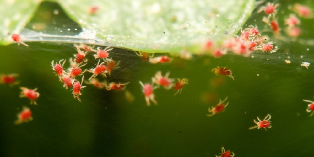 Mite Treatment - Lasting Reliefs