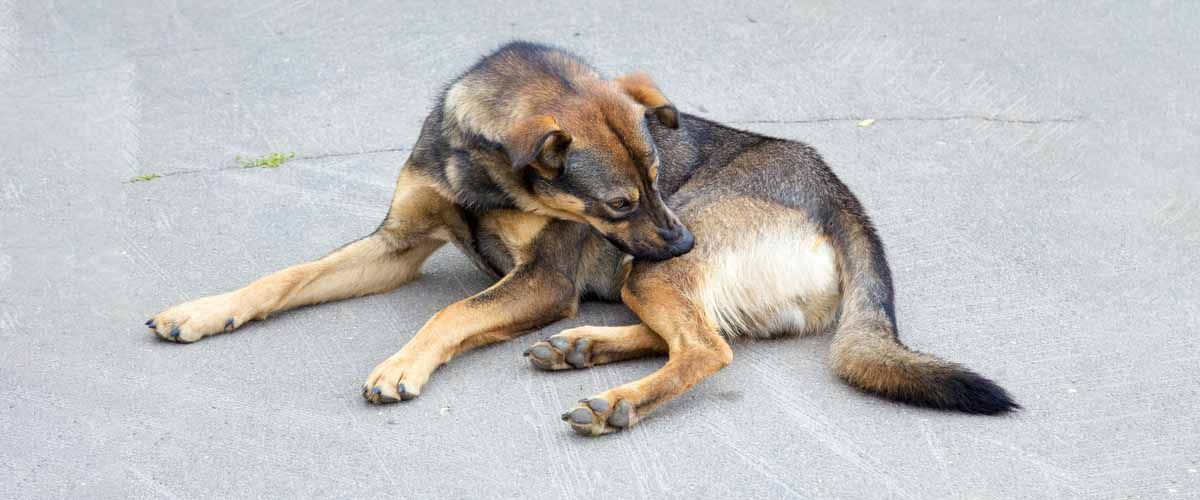 Flea Treatment - Aftercare Post Treatment Best Practices