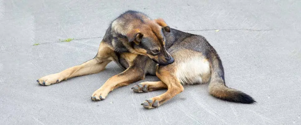 Flea Treatment - Aftercare Post Treatment Best Practices
