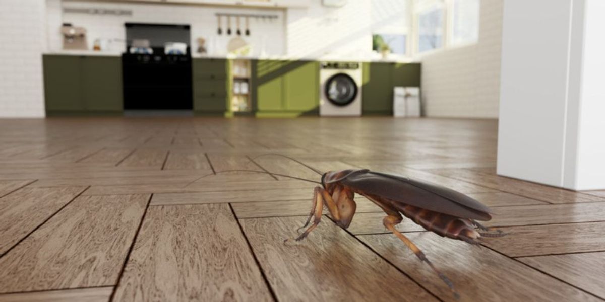 Cluttered Pantries: A Roach Playground