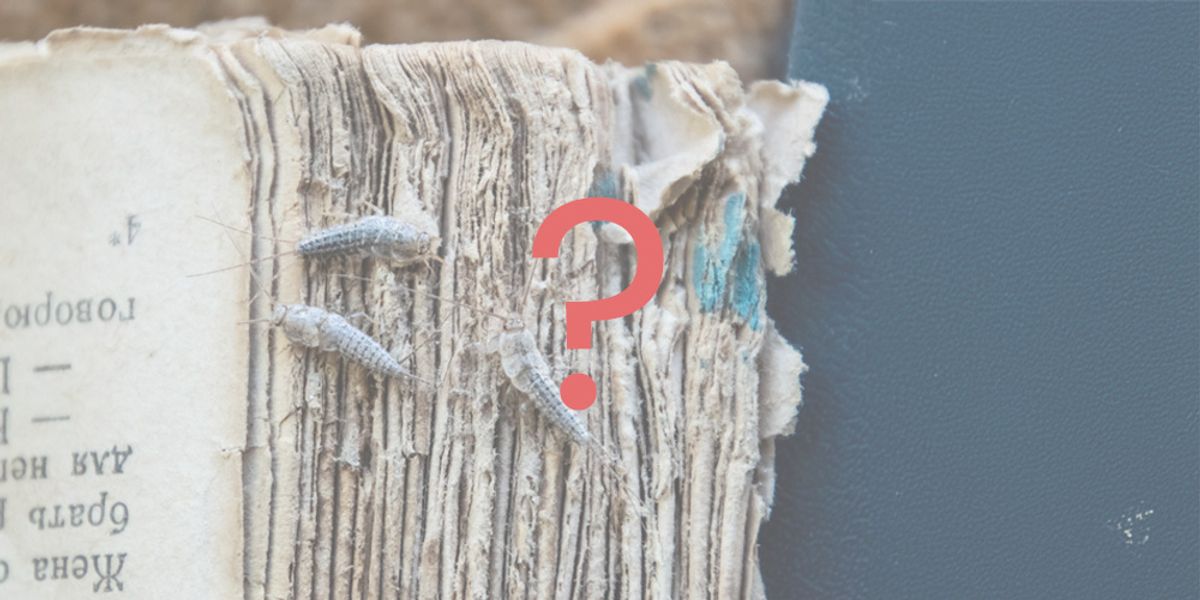 How to Control Silverfish Infestation