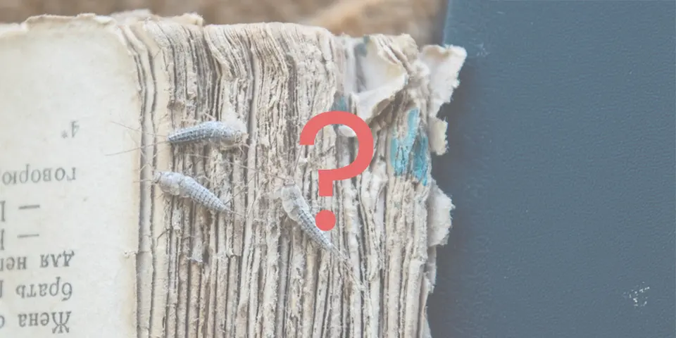 How to Control Silverfish Infestation