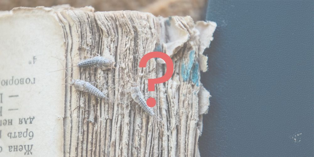 How to Control Silverfish Infestation