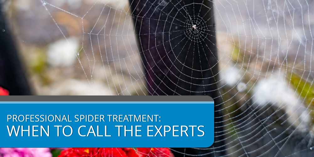Professional Spider Treatment- When to Call the Experts