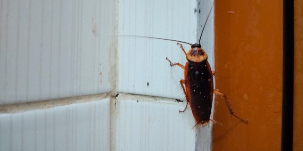 Moisture Management for Effective Cockroach Control