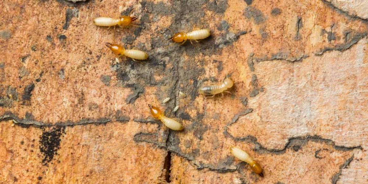 Benefits of Termite Heat Treatment