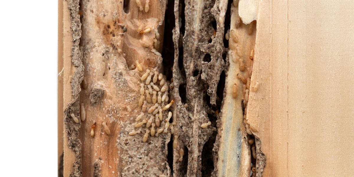 Termite Extermination Techniques - Pest Control