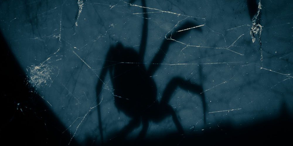 The Reality of Household Spiders