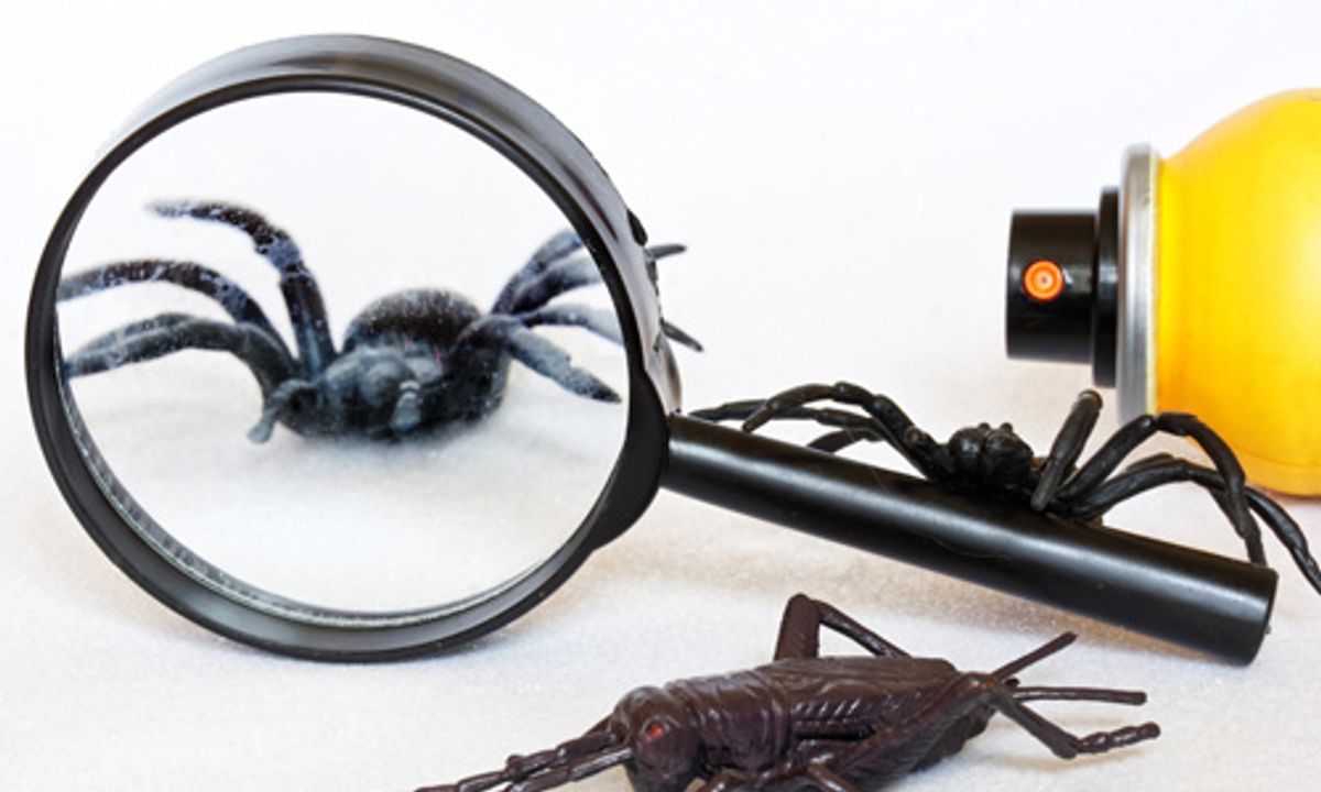 Time-Required-to-Eliminate-Spiders-