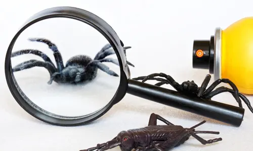 Time-Required-to-Eliminate-Spiders-