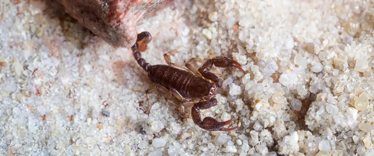 Professional Scorpion Extermination Services