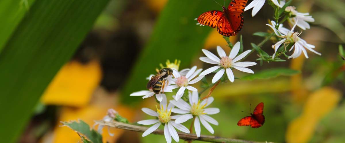 Chemical-Free Pest Control - Supporting Biodiversity