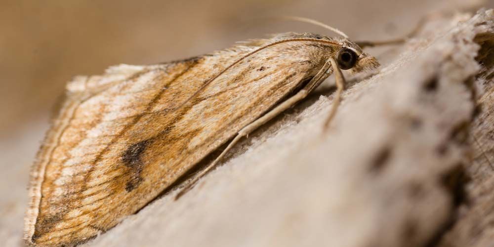 Preventive Measures Post-Extermination