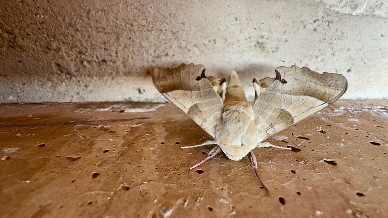 Heat Tech Knows Mite Treatment