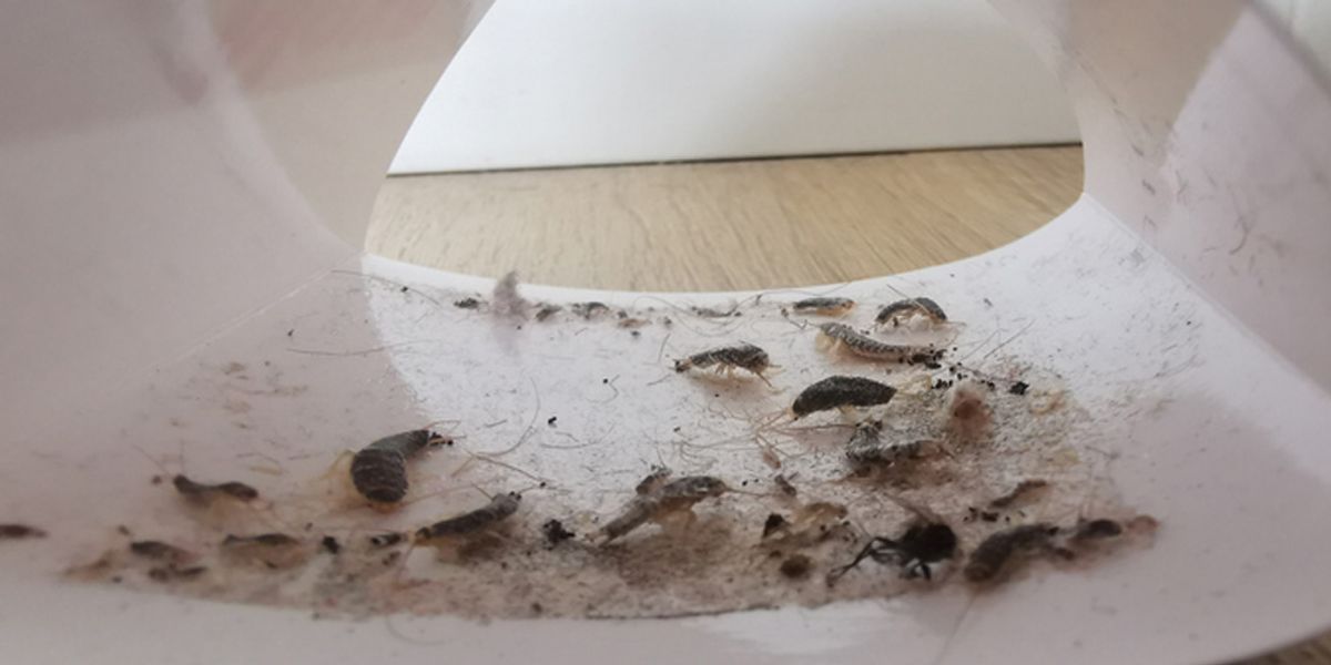 What Are Silverfish and Why Are They a Nuisance?