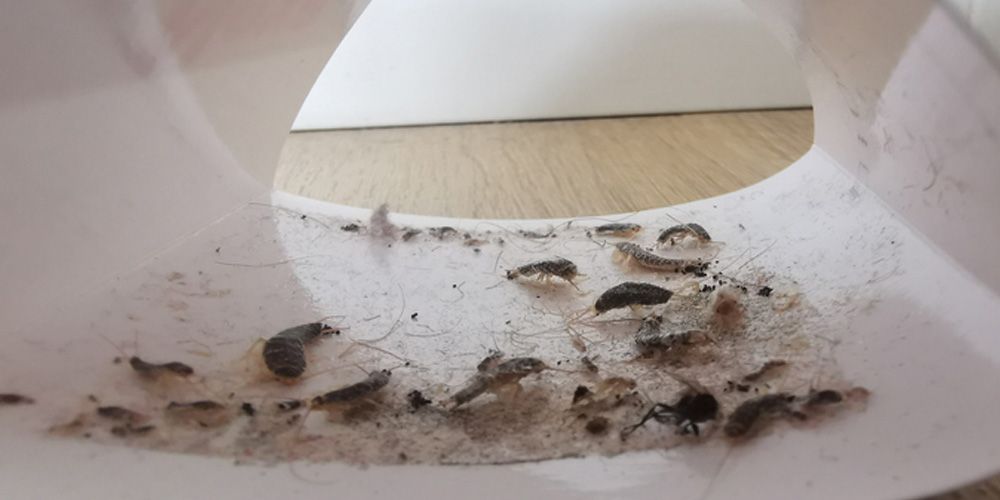 What Are Silverfish and Why Are They a Nuisance?