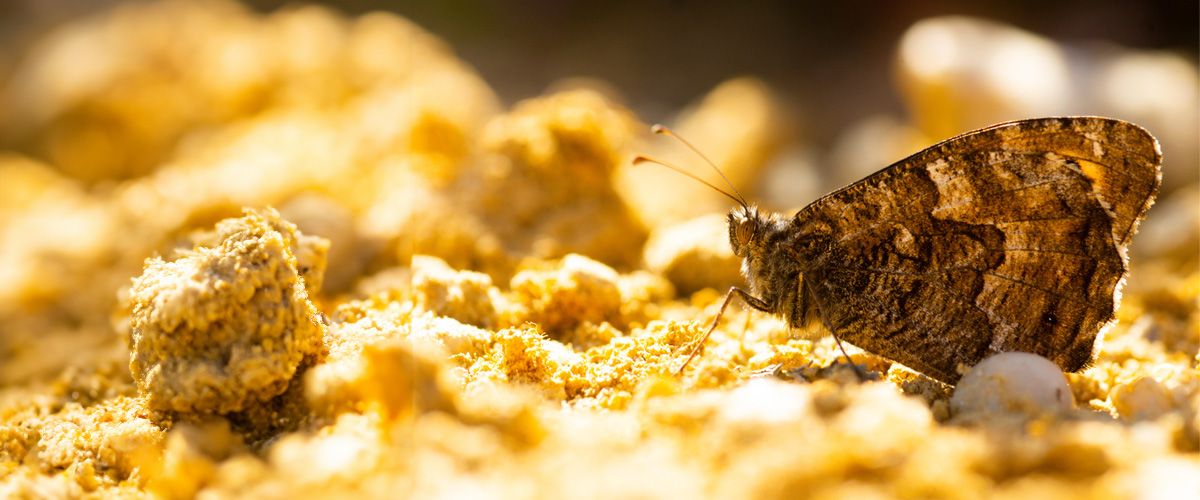 Understanding Moths and Their Habits