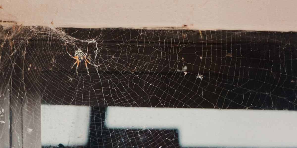 Understanding Seasonal Spider Behavior