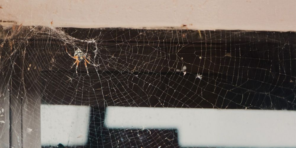 Understanding Seasonal Spider Behavior