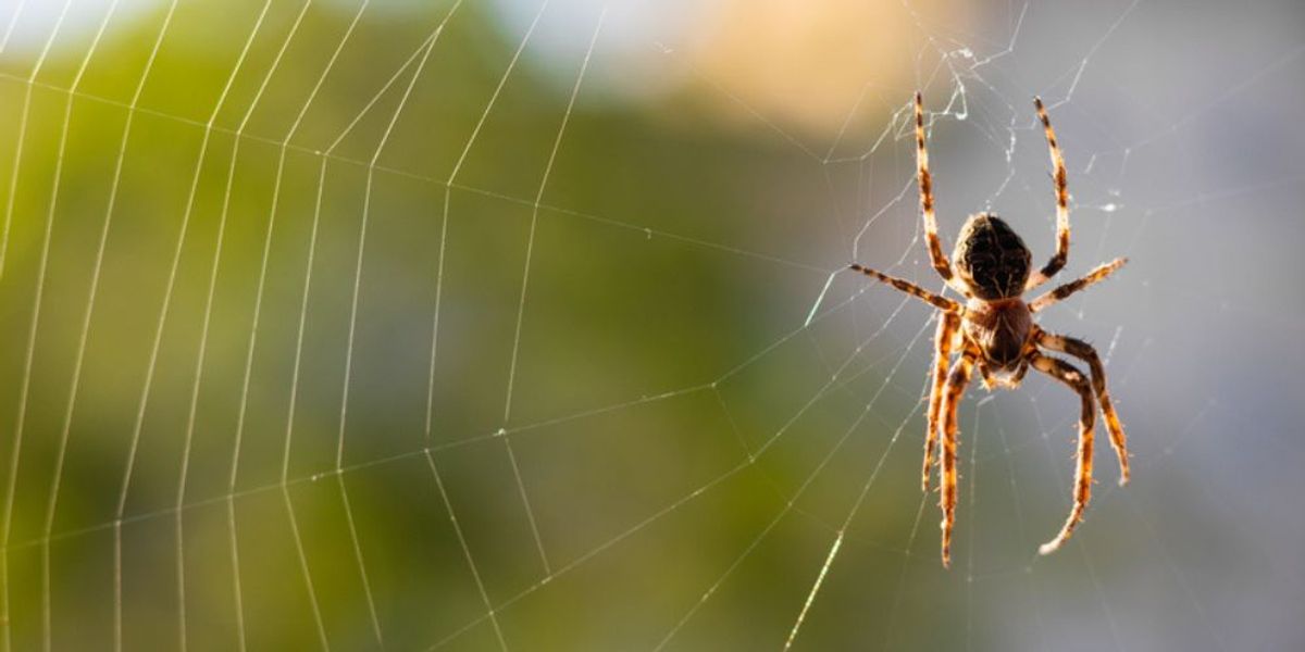 Keep Spiders From Creeping In Now!