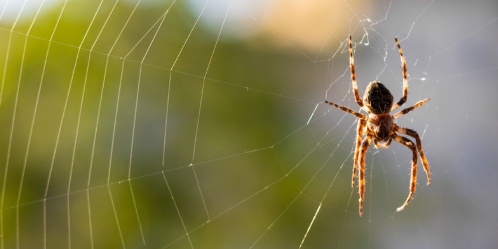 Keep Spiders From Creeping In Now!