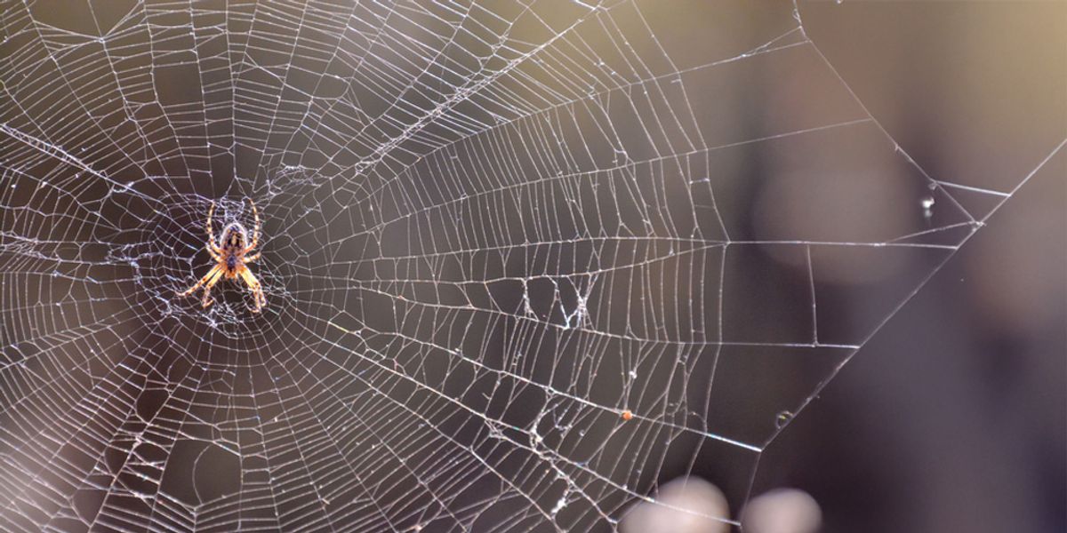 Expert-Recommended Spider Control Tips for Each Season