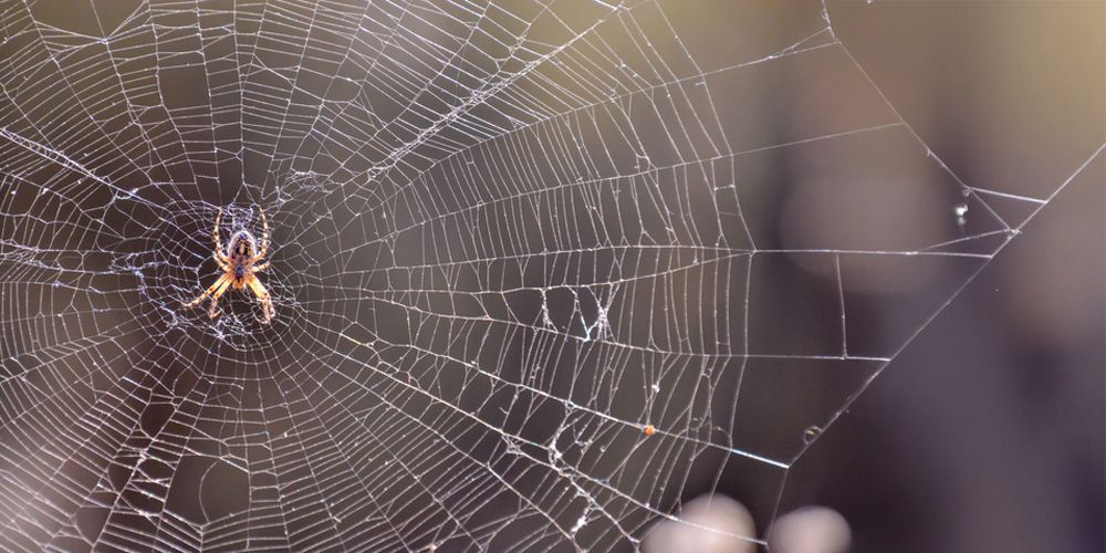 Expert-Recommended Spider Control Tips for Each Season