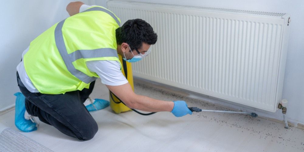 Professional Silverfish Control Service